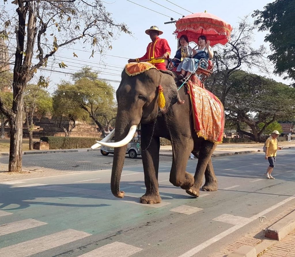 Elefante e le strisce pedonali